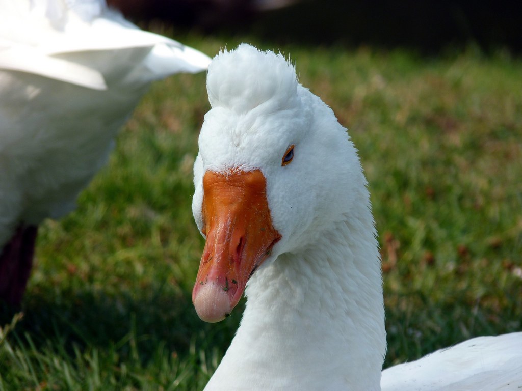 Picture of: Roman goose – Wikipedia